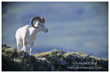 Dall Sheep, Denali National Park, Alaska